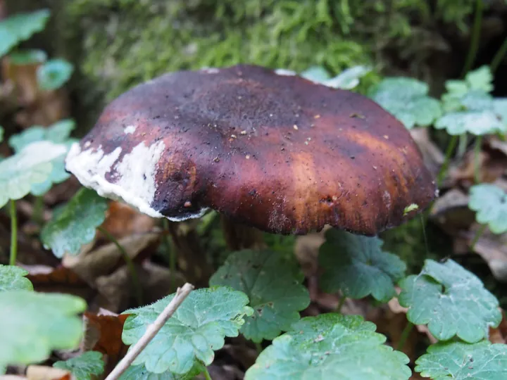 Vagevuurbos en Lippensgoed-Bulskampveld (België)